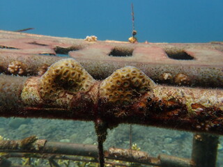Micro fragment of brain coral at nursery area