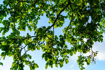 fresh green summer foliage abstract after the rain