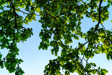 fresh green summer foliage abstract after the rain