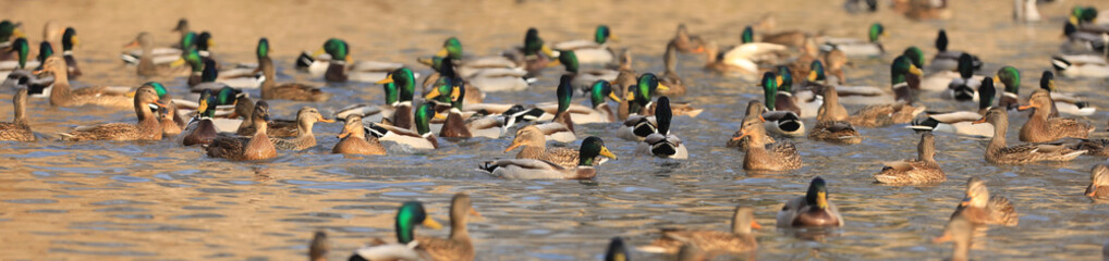 group of waterfowl ducks on the lake