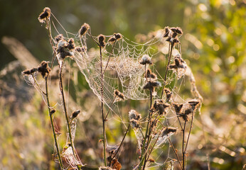 spider web in the meadow during sunrise autumn