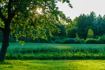 green summer garden scene in countryside