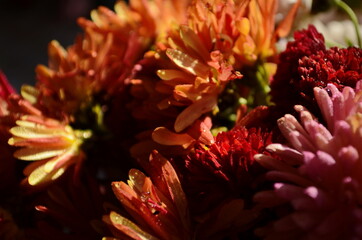 Beautiful drop of water morning dew on petal of chrysanthemum flower with summer spring reflection close-up macro in nature