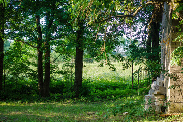 fresh green summer foliage abstract after the rain