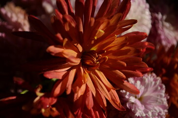 Beautiful drop of water morning dew on petal of chrysanthemum flower with summer spring reflection close-up macro in nature