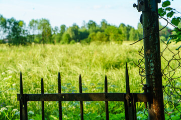 green summer garden scene in countryside