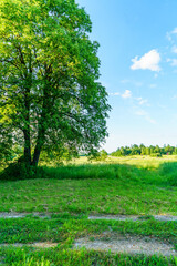 Obraz premium fresh green summer foliage abstract after the rain