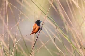Chestnut munia or Black-headed munia (Lonchura atricapilla) at Rajarhat grassland, Kolkata, India