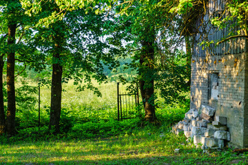 Fototapeta na wymiar green summer garden scene in countryside