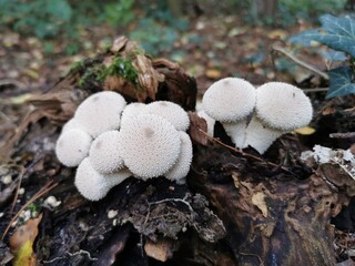 Forest mushrooms Lycoperdon perlatum. Gathering mushrooms, edible fungus puffball.