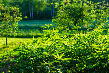 green summer garden scene in countryside