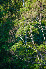 spruce tree branches on blur background in summer forest