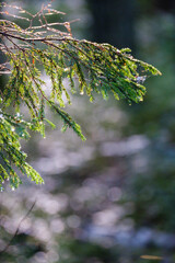 spruce tree branches on blur background in summer forest