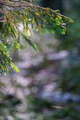 spruce tree branches on blur background in summer forest