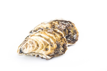 Oysters isolated on white background