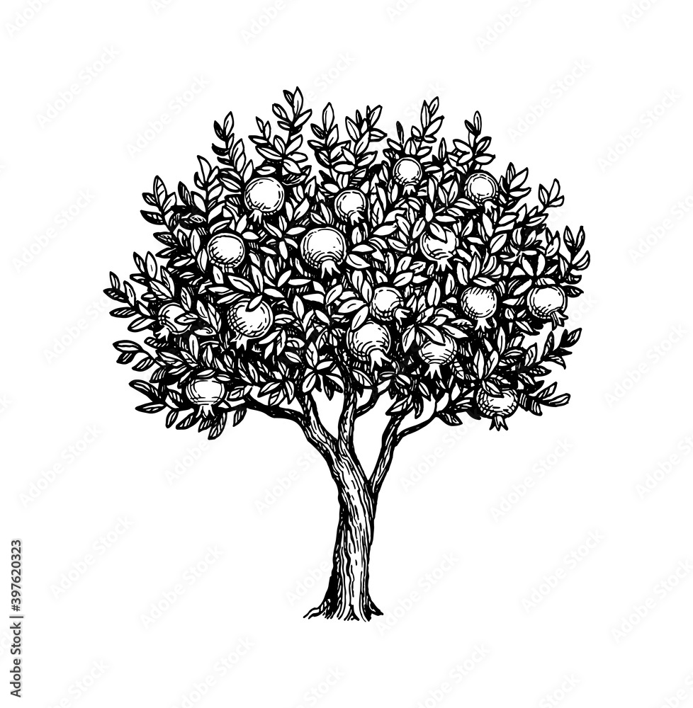 Canvas Prints ink sketch of pomegranate tree.