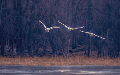 The water fowls on Mississippi River at winter, sunset time