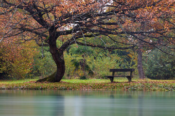 Fototapeta na wymiar Banchina, nel parco, sotto una grande quercia in autunno lungo la riva del fiume.