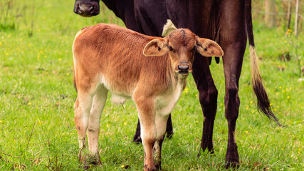 Naklejka na ściany i meble calf and cow, green pasture, blur, medium full shot, dawn