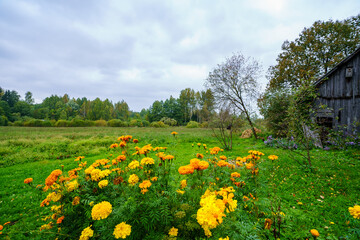 green summer garden scene in countryside