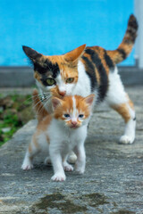 Kittens with her mom