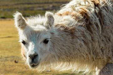 Bolivian Llama