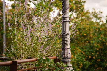 Fototapeta premium Lavender and lantern at the roadside in Tuscany in Italy