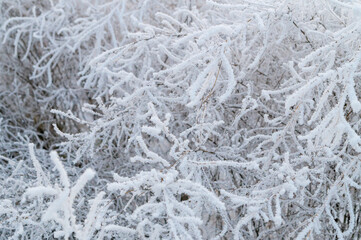 Siberian winter. Branches of wild grasses covered with frost