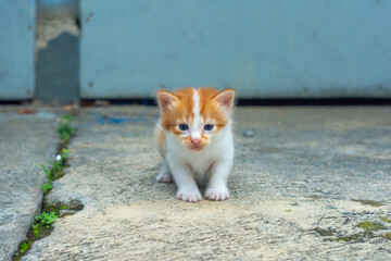 portrait lonely small kitten