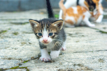 black kitten run from her mother