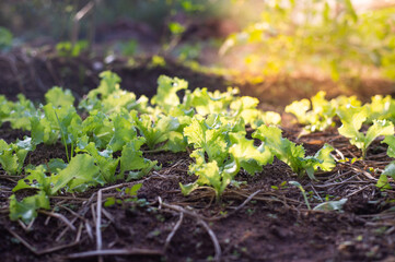 green sprouts in the garden
