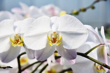 Naklejka na ściany i meble Close up of a orchid