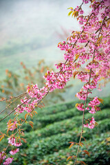 Beautiful cherry flowers bloom in tea hill in Sapa, Vietnam