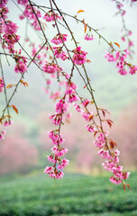 Beautiful cherry flowers bloom in tea hill in Sapa, Vietnam