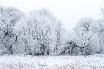foggy winter morning with frosted trees