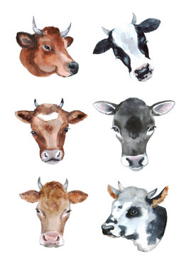 Watercolor cute cows on the white background. Farm animals clipart. 