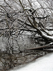 Icy tree over Willamette river after freezing rain and snow storm in Eugene, Oregon
