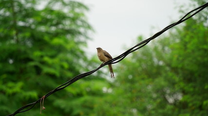 Jungle babbler or Seven Sisters bird resting on the top of cable wire.
