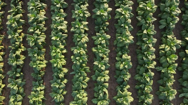 Top view of young green tobacco plant in field