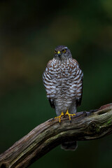 Eurasian Sparrow hawk (Accipiter nisus) sitting on a branch in the forest of Limburg in the Netherlands. Dark background
