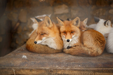 cute fluffy foxes in a cage at the zoo