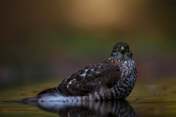 Eurasian Sparrow hawk (Accipiter nisus) taking a bath in the forest of Limburg in the Netherlands. Brown background