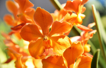 Close up of a orchid
