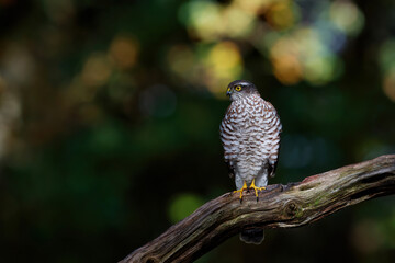Eurasian Sparrow hawk (Accipiter nisus) sitting on a branch in the forest of Limburg in the Netherlands. Dark background