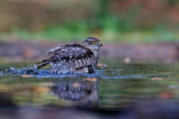 Eurasian Sparrow hawk (Accipiter nisus) taking a bath in the forest of Limburg in the Netherlands. 