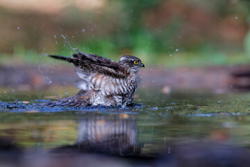 Eurasian Sparrow hawk (Accipiter nisus) taking a bath in the forest of Limburg in the Netherlands. 