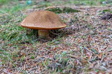 Boletus Erythropus