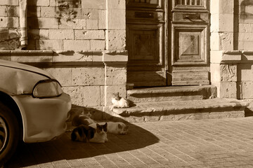 City street with house, car and cats, monochrome brown