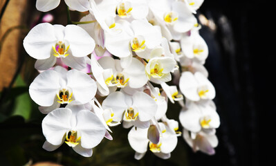 Fototapeta premium Close up of a orchid