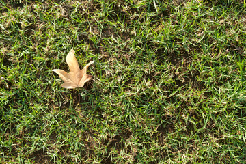 Naklejka na ściany i meble Green grass background with dry maple leaf 
